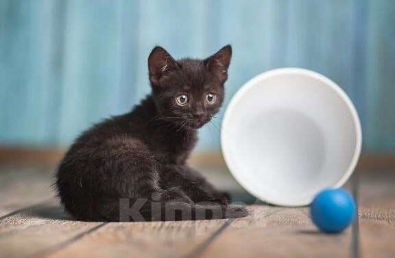 Кошки в Волжском: Черный маленький котенок Дваня в добрые руки Девочка, Бесплатно - фото 8