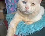 Кошки в Москве: Украшение любого дивана, роскошный ласковый котик Орбит в добрые руки Мальчик, 10 руб. - фото 5