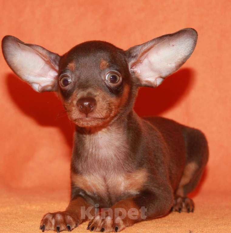 Собаки в Москве: Продаются щенки пражского крысарика Мальчик, Бесплатно - фото 1