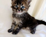 Кошки в Москве: Котята Мейн-кун Девочка, 75 000 руб. - фото 5