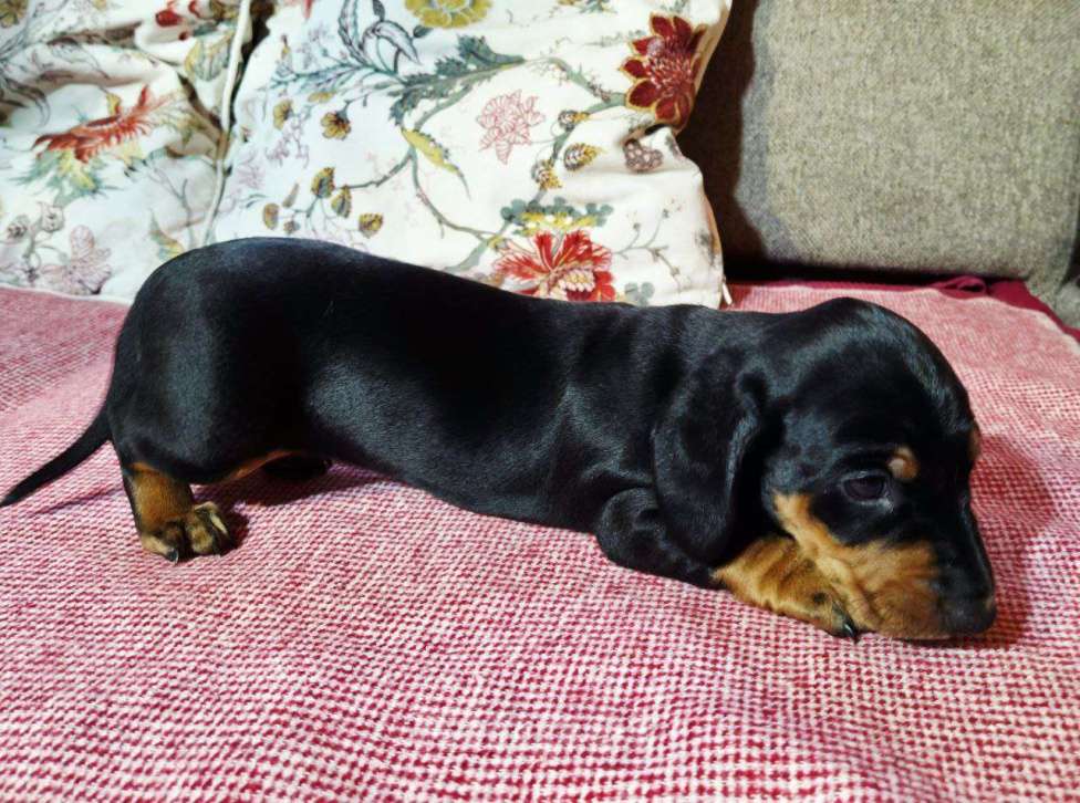 Собаки в других городах Московской области: Породистый щенок таксы Мальчик, 50 000 руб. - фото 2