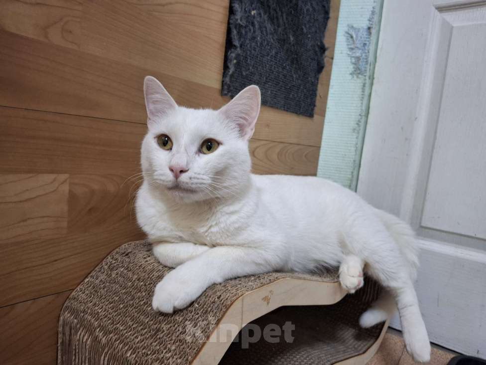 Кошки в Ижевске: кот в добрые руки Мальчик, Бесплатно - фото 3