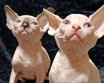 Кошки в Донецке: Голубоглазые котята Канадского сфинкса Девочка, 20 000 руб. - фото 3