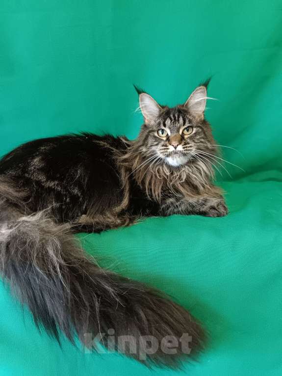 Кошки в других городах Владимирской области: Девочка мейн кун Девочка, 30 000 руб. - фото 5