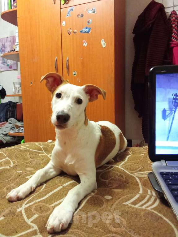Собаки в Симферополе: Джек Рассел смесь Девочка, Бесплатно - фото 3