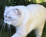 Кошки в Мытищах: Кот на вязку  Мальчик, 3 000 руб. - фото 1