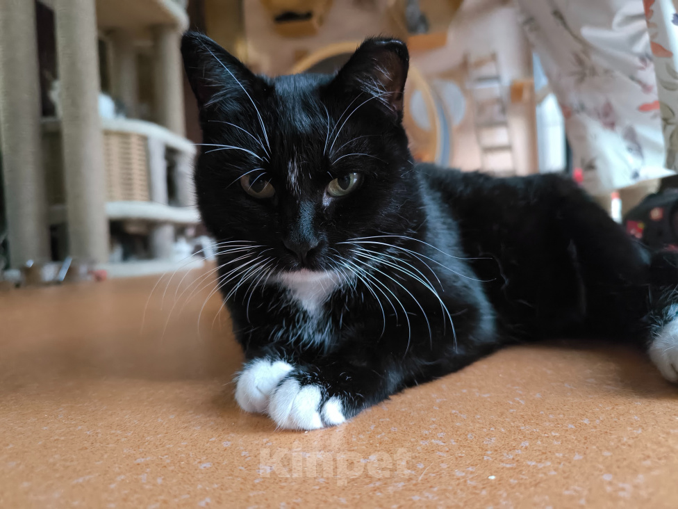 Кошки в Москве: Кошечка Клепа в добрые руки Девочка, Бесплатно - фото 4