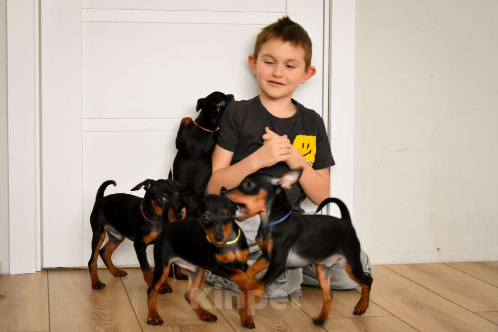 Собаки в Краснодаре: Щенки Цвергпинчер РКФ Разнополые, 40 000 руб. - фото 6