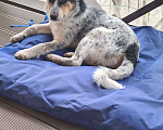 Собаки в Истре: Щенок Мартин Мальчик, Бесплатно - фото 8