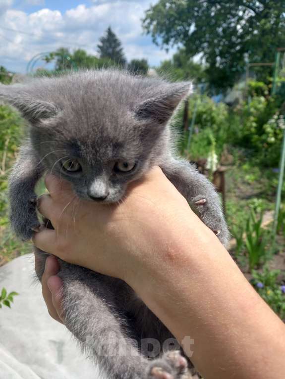 Кошки в Новомосковске: Котята в добрые руки Девочка, 100 руб. - фото 5