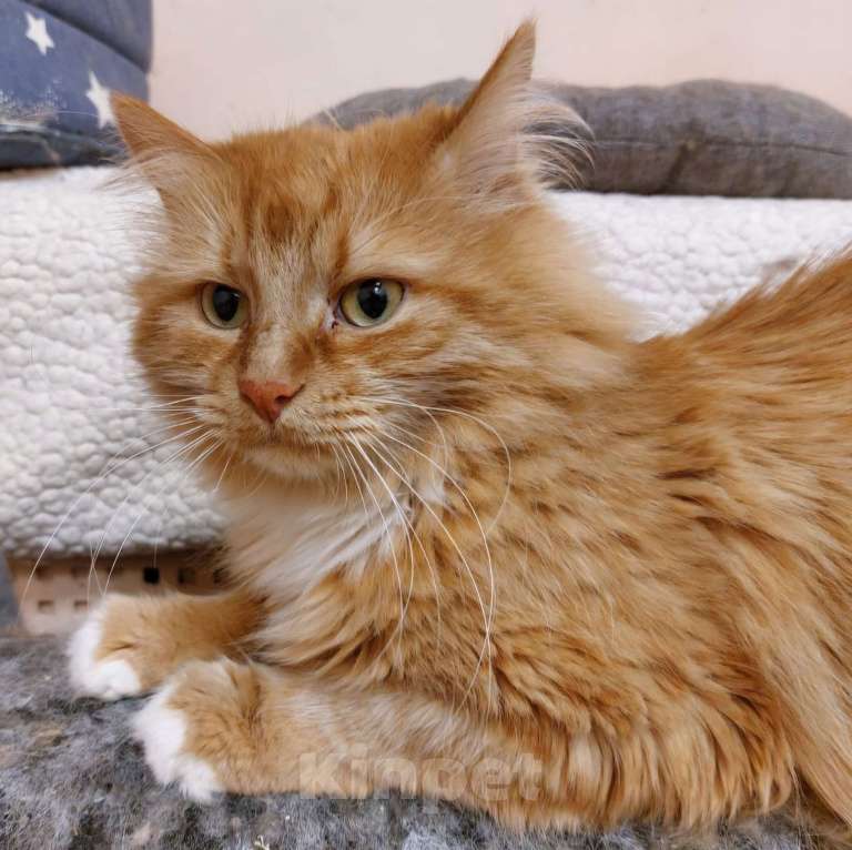 Кошки в Москве: Пушистый рыжий котик Бублик ищет дом! Мальчик, Бесплатно - фото 2