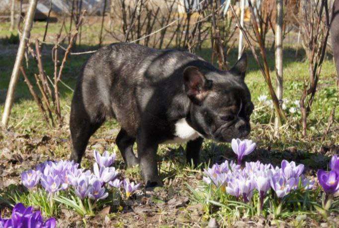 Собаки в Москве: Французский бульдог Девочка, 35 000 руб. - фото 5