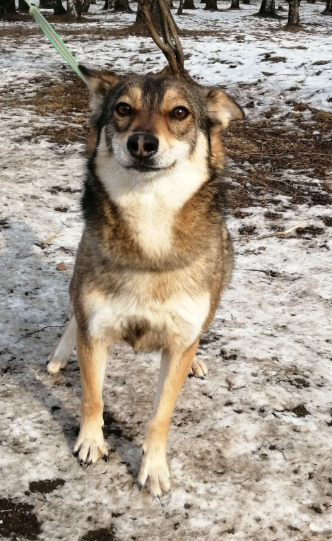 Собаки в Москве: Марли - чистый позитив в Добрые руки! Девочка, Бесплатно - фото 2