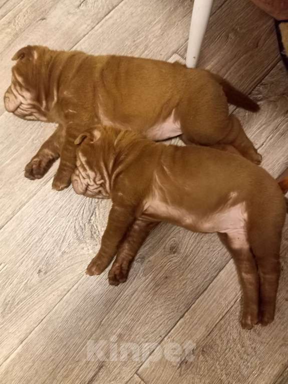 Собаки в Волгограде: Шарпей девочка 1 Девочка, 9 000 руб. - фото 3