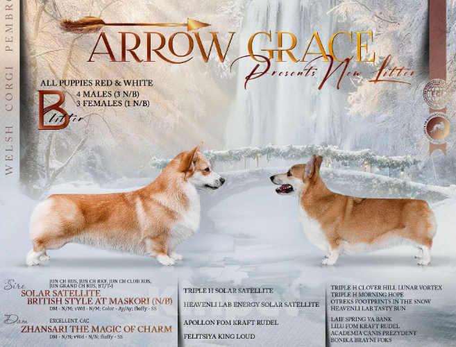 Собаки в Пензе: Щенки корги Разнополые, 60 000 руб. - фото 2