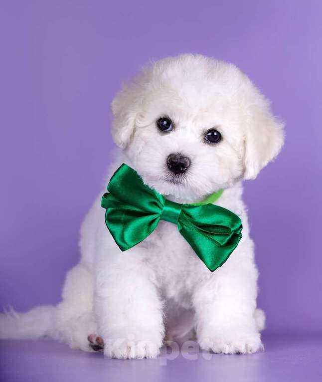 Собаки в Нижнем Новгороде: Щенки бишон фризе с документами РКФ Мальчик, Бесплатно - фото 4