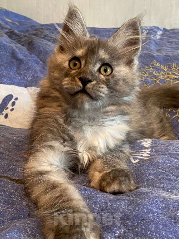 Кошки в Москве: Мейн-кун черепаховый дым Девочка, Бесплатно - фото 6