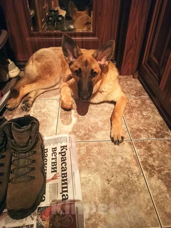 Собаки в Москве: Отдаëм в ДОБРЫЕ РУКИ Девочка, Бесплатно - фото 3