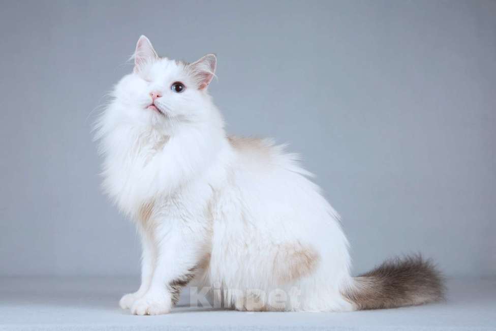 Кошки в Москве: Нежная ласковая кошечка Беатриче в добрые руки Девочка, Бесплатно - фото 4