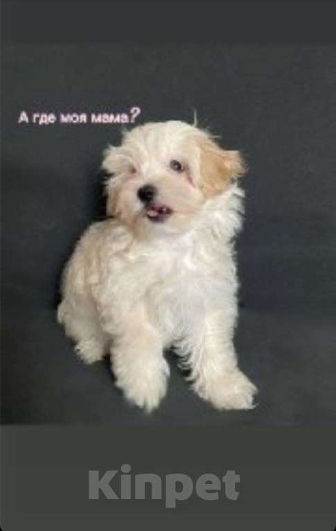 Собаки в Москве: Мальтипу f1 жемчужеого окраса Девочка, 70 000 руб. - фото 1