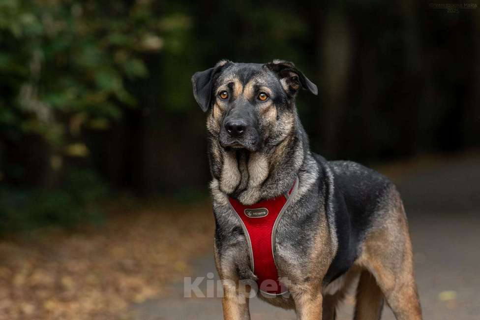 Собаки в Москве: Один ищет любящую семью  Мальчик, Бесплатно - фото 1