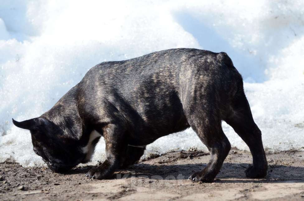 Собаки в Старом Купавне: Юная красотка Девочка, 50 000 руб. - фото 9