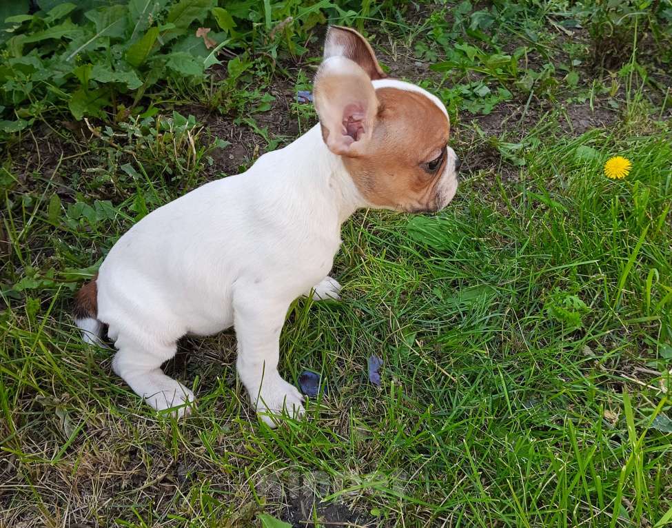 Собаки в других городах Самарской области: Щенок французского бульдога Мальчик, 30 000 руб. - фото 2