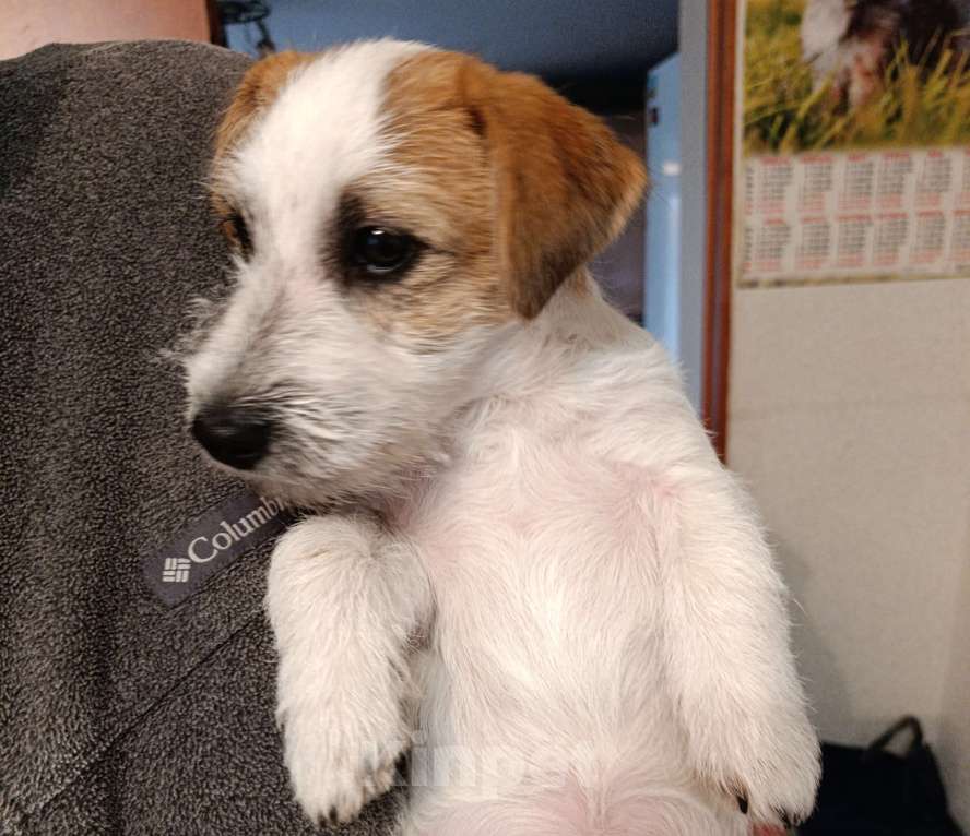 Собаки в других городах Краснодарского края: Мальчик Джек Рассел терьер Мальчик, 25 000 руб. - фото 4