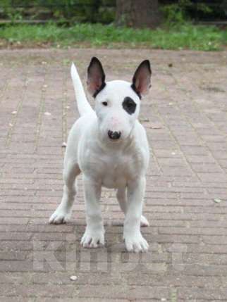 Собаки в Москве: Высокопородные щенки бультерьера Девочка, 120 000 руб. - фото 2