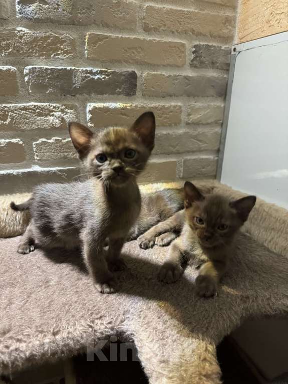 Кошки в Москве: Котенок европейский бурманский Мальчик, 120 000 руб. - фото 7