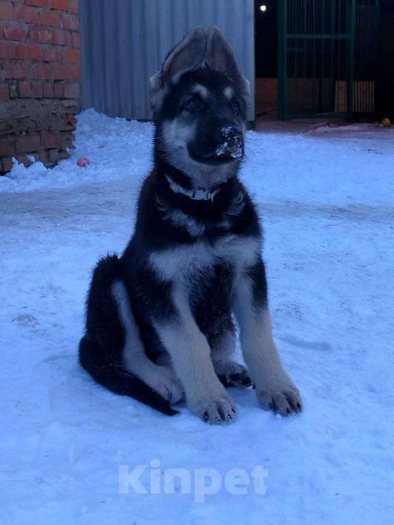 Собаки в других городах Краснодарского края: Щенок Восточноевропейской овчарки Девочка, 60 000 руб. - фото 7