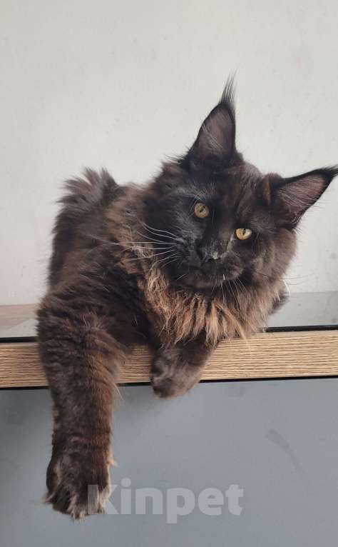 Кошки в Москве: Котенок мейн-кун  Мальчик, 45 000 руб. - фото 4