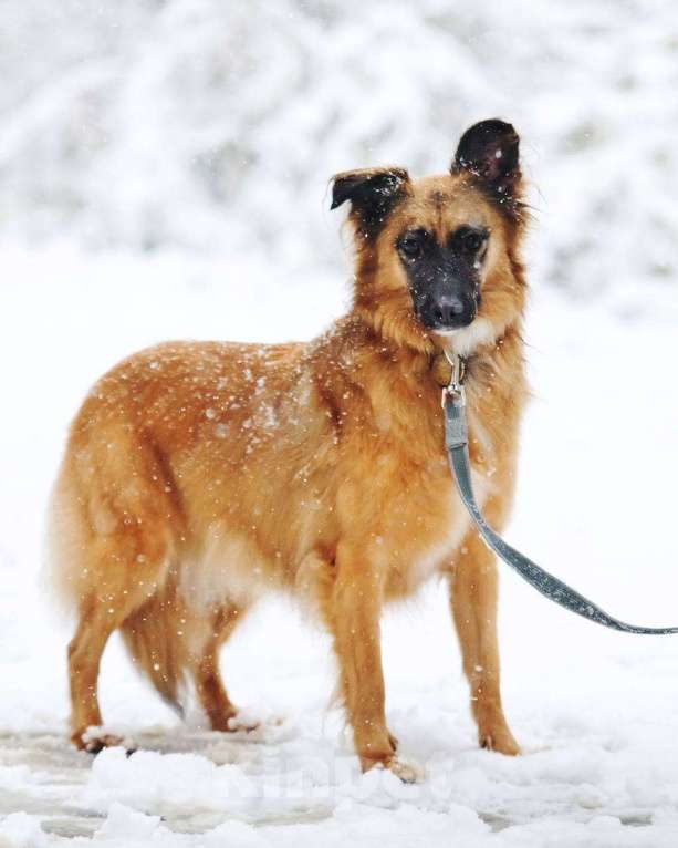 Собаки в Москве: Здравствуйте, я  - Алиса :) Девочка, Бесплатно - фото 2