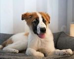 Собаки в Москве: Редкого окраса щенок Тимон ищет дом Мальчик, 10 руб. - фото 2