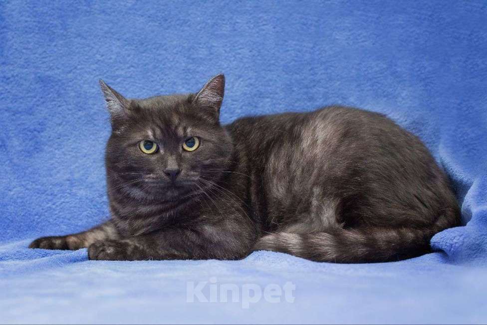 Кошки в Москве: Самый недооцененный людьми кот грустит в клеточке Мальчик, Бесплатно - фото 3