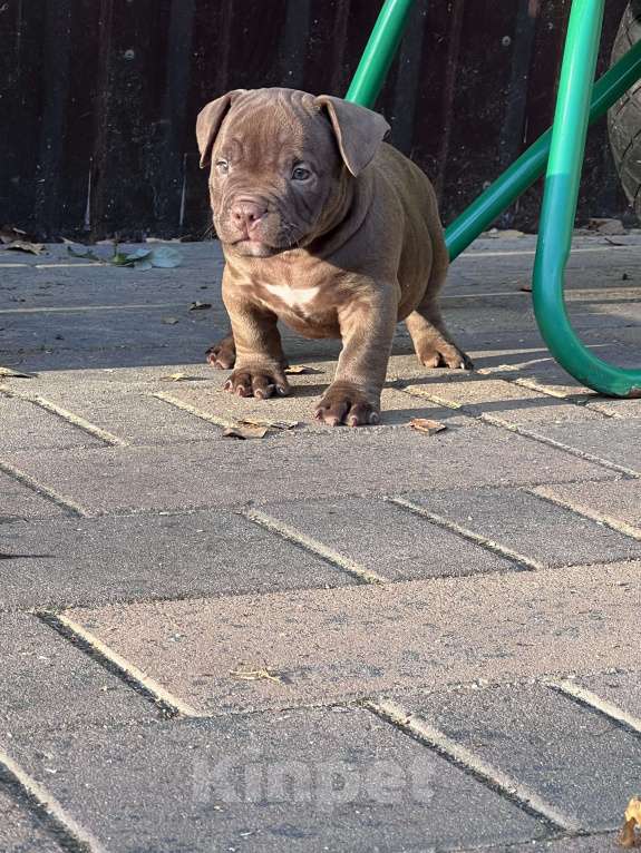 Собаки в других городах Московской области: Американский булли микро  Девочка, 150 000 руб. - фото 2