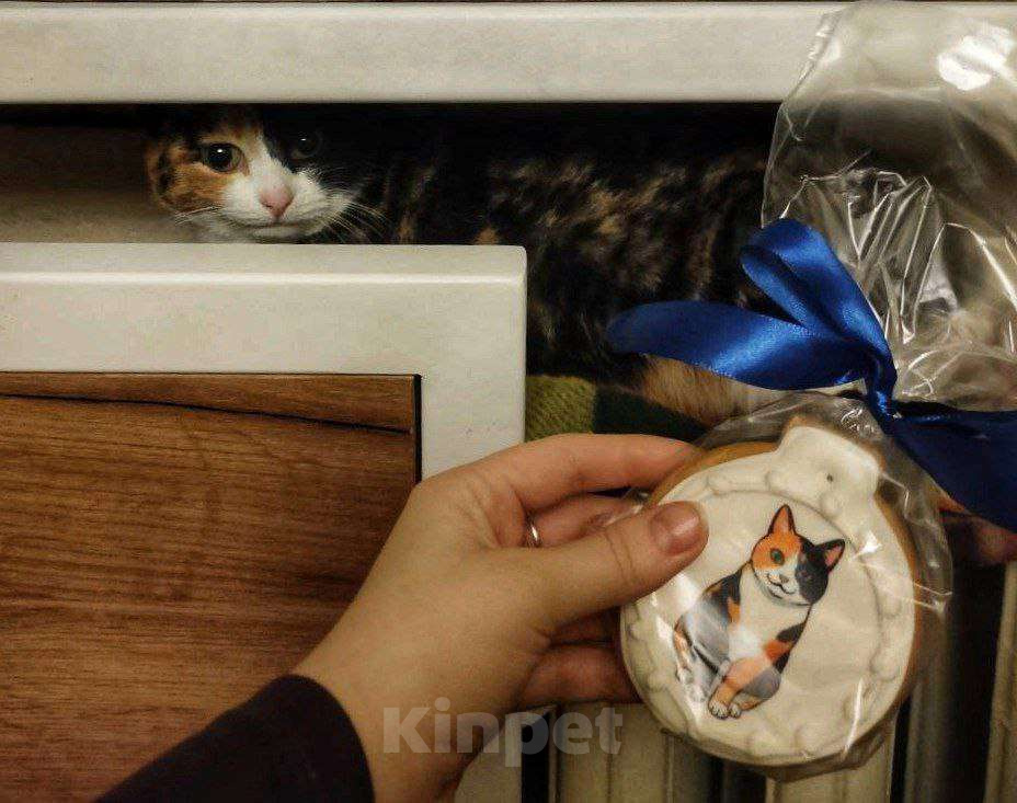 Кошки в Москве: Трёхцветная харизматичная Палитра Девочка, Бесплатно - фото 5