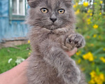 Кошки в Калуге: Котенок Девочка, Бесплатно - фото 1