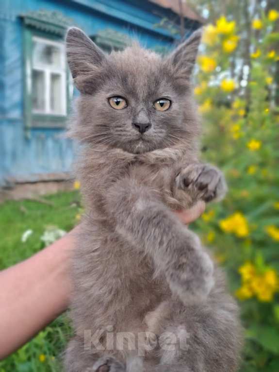 Кошки в Калуге: Котенок Девочка, Бесплатно - фото 1