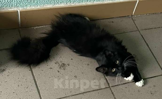 Кошки в Москве: Пушистый котик Вениамин Мальчик, Бесплатно - фото 5