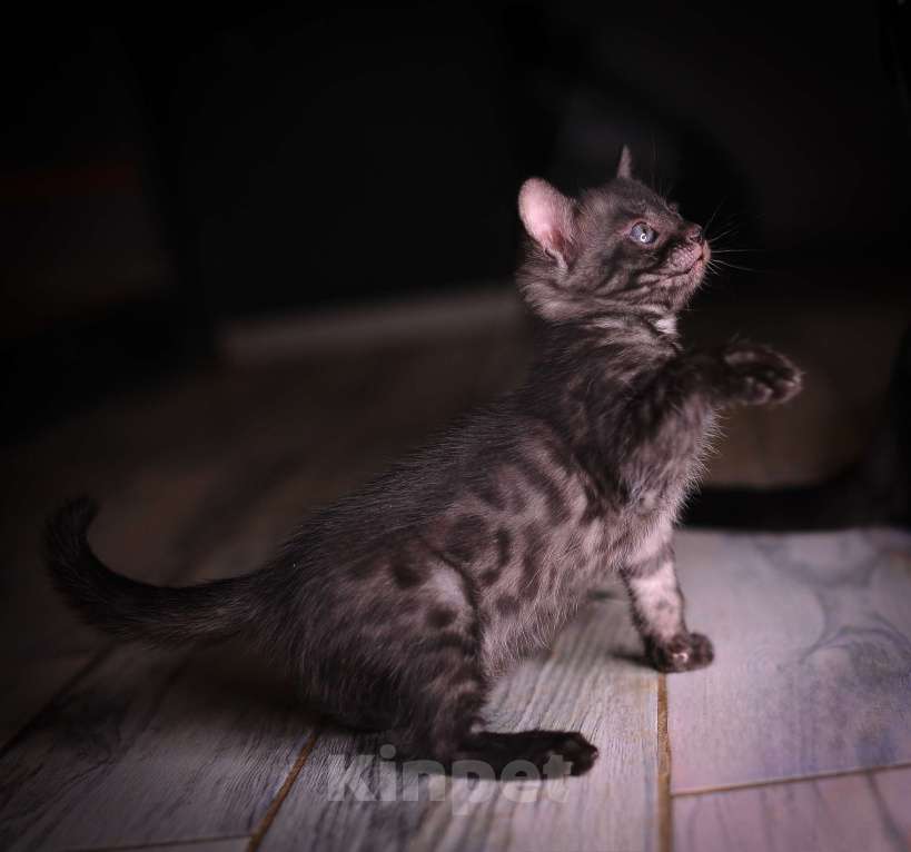 Кошки в Москве: Бенгальские котята Девочка, 55 000 руб. - фото 5