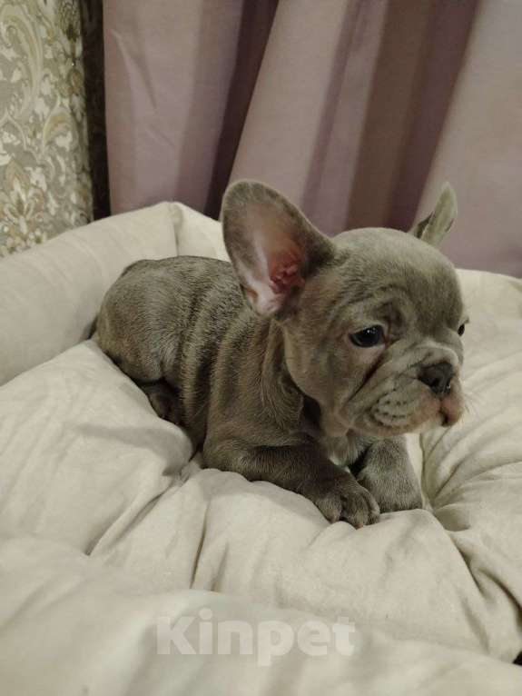 Собаки в Химках: Лиловая француженка Девочка, 150 000 руб. - фото 1