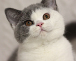 Кошки в Москве: Британская кошечка Девочка, 55 000 руб. - фото 1