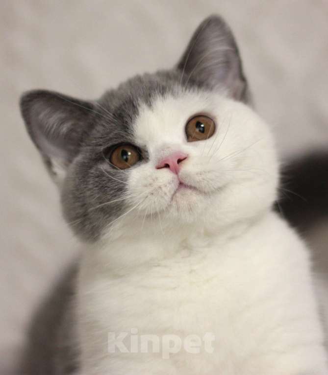 Кошки в Москве: Британская кошечка Девочка, 55 000 руб. - фото 1