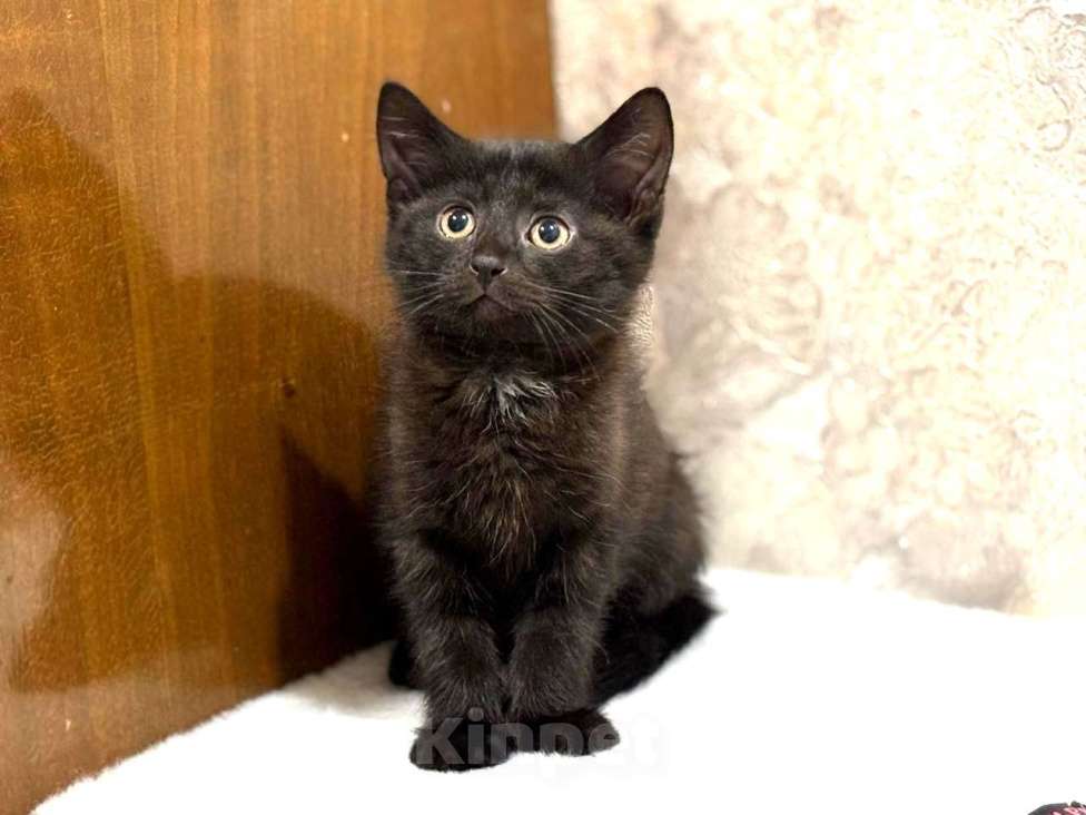 Кошки в Москве: Забавный Проша, котенок 2,5 мес в добрые руки. Мальчик, Бесплатно - фото 4