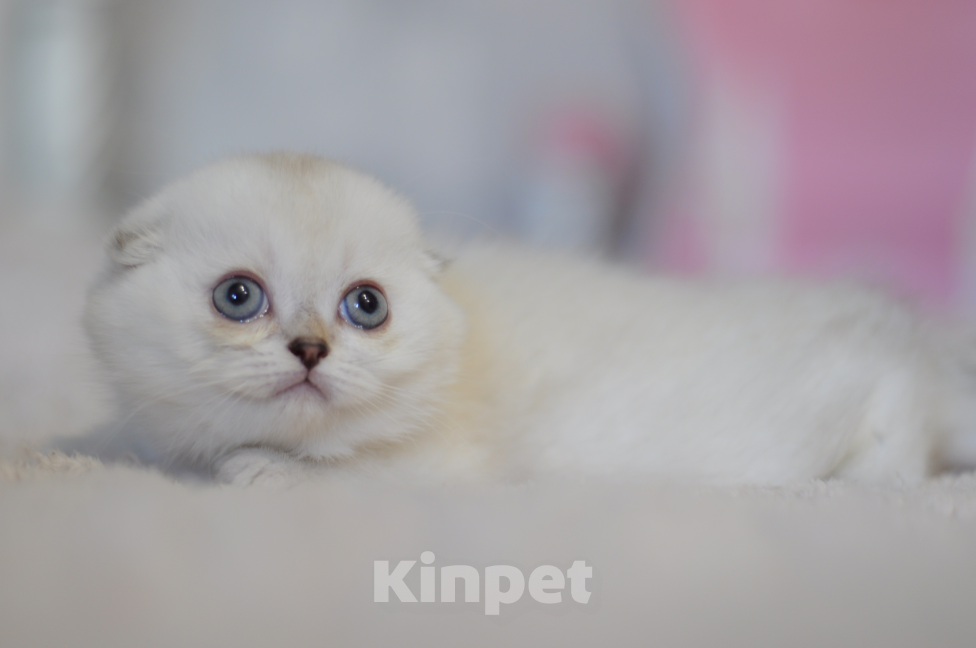Кошки в Бахчисарае: Шотландский вислоухий котенок Девочка, 55 000 руб. - фото 5