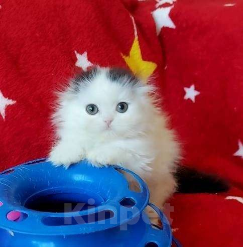 Кошки в Новосибирске: Шотландская вислоухая девочка. Девочка, 10 000 руб. - фото 3