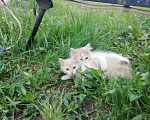 Кошки в Минусинске: Котята Мальчик, 1 руб. - фото 5