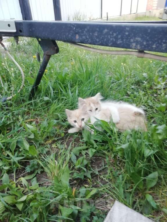 Кошки в Минусинске: Котята Мальчик, 1 руб. - фото 5