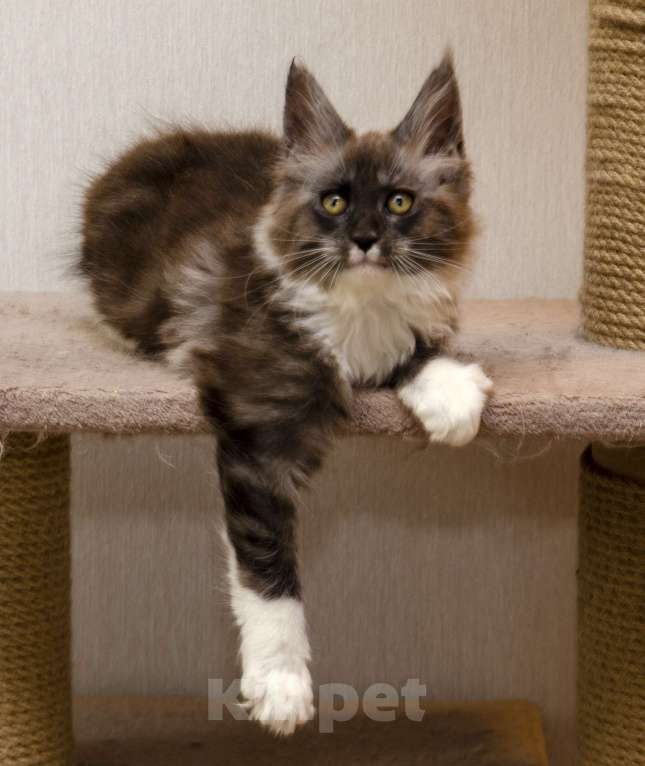Кошки в Москве: Котята мейн-кун Мальчик, 30 000 руб. - фото 6